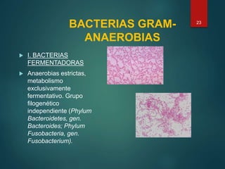 BACTERIAS GRAM-
ANAEROBIAS
 I. BACTERIAS
FERMENTADORAS
 Anaerobias estrictas,
metabolismo
exclusivamente
fermentativo. Grupo
filogenético
independiente (Phylum
Bacteroidetes, gen.
Bacteroides; Phylum
Fusobacteria, gen.
Fusobacterium).
23
 