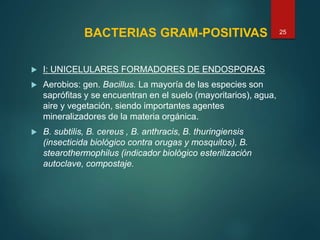BACTERIAS GRAM-POSITIVAS
 I: UNICELULARES FORMADORES DE ENDOSPORAS
 Aerobios: gen. Bacillus. La mayoría de las especies son
saprófitas y se encuentran en el suelo (mayoritarios), agua,
aire y vegetación, siendo importantes agentes
mineralizadores de la materia orgánica.
 B. subtilis, B. cereus , B. anthracis, B. thuringiensis
(insecticida biológico contra orugas y mosquitos), B.
stearothermophilus (indicador biológico esterilización
autoclave, compostaje.
25
 