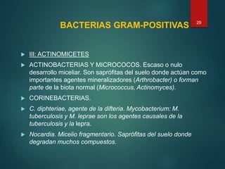 BACTERIAS GRAM-POSITIVAS
 III: ACTINOMICETES
 ACTINOBACTERIAS Y MICROCOCOS. Escaso o nulo
desarrollo miceliar. Son saprófitas del suelo donde actúan como
importantes agentes mineralizadores (Arthrobacter) o forman
parte de la biota normal (Micrococcus, Actinomyces).
 CORINEBACTERIAS.
 C. diphteriae, agente de la difteria. Mycobacterium: M.
tuberculosis y M. leprae son los agentes causales de la
tuberculosis y la lepra.
 Nocardia. Micelio fragmentario. Saprófitas del suelo donde
degradan muchos compuestos.
29
 