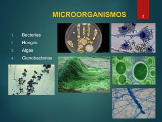 MICROORGANISMOS
1. Bacterias
2. Hongos
3. Algas
4. Cianobacterias
3
 