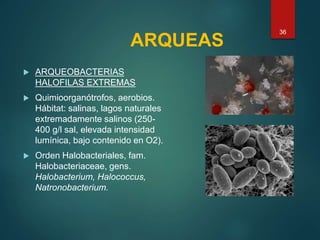 ARQUEAS
 ARQUEOBACTERIAS
HALOFILAS EXTREMAS
 Quimioorganótrofos, aerobios.
Hábitat: salinas, lagos naturales
extremadamente salinos (250-
400 g/l sal, elevada intensidad
lumínica, bajo contenido en O2).
 Orden Halobacteriales, fam.
Halobacteriaceae, gens.
Halobacterium, Halococcus,
Natronobacterium.
36
 