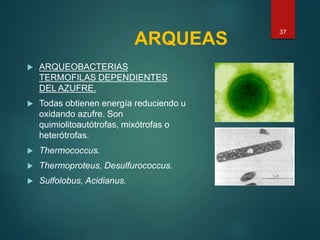 ARQUEAS
 ARQUEOBACTERIAS
TERMOFILAS DEPENDIENTES
DEL AZUFRE.
 Todas obtienen energía reduciendo u
oxidando azufre. Son
quimiolitoautótrofas, mixótrofas o
heterótrofas.
 Thermococcus.
 Thermoproteus, Desulfurococcus.
 Sulfolobus, Acidianus.
37
 