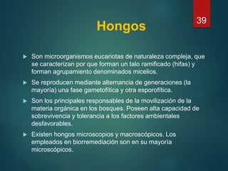 Hongos
 Son microorganismos eucariotas de naturaleza compleja, que
se caracterizan por que forman un talo ramificado (hifas) y
forman agrupamiento denominados micelios.
 Se reproducen mediante alternancia de generaciones (la
mayoría) una fase gametofítica y otra esporofítica.
 Son los principales responsables de la movilización de la
materia orgánica en los bosques. Poseen alta capacidad de
sobrevivencia y tolerancia a los factores ambientales
desfavorables.
 Existen hongos microscopios y macroscópicos. Los
empleados en biorremediación son en su mayoría
microscópicos.
39
 