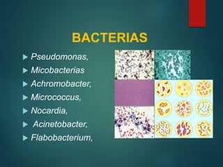 BACTERIAS
 Pseudomonas,
 Micobacterias
 Achromobacter,
 Micrococcus,
 Nocardia,
 Acinetobacter,
 Flabobacterium,
 