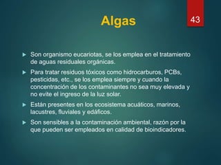 Algas
 Son organismo eucariotas, se los emplea en el tratamiento
de aguas residuales orgánicas.
 Para tratar residuos tóxicos como hidrocarburos, PCBs,
pesticidas, etc., se los emplea siempre y cuando la
concentración de los contaminantes no sea muy elevada y
no evite el ingreso de la luz solar.
 Están presentes en los ecosistema acuáticos, marinos,
lacustres, fluviales y edáficos.
 Son sensibles a la contaminación ambiental, razón por la
que pueden ser empleados en calidad de bioindicadores.
43
 