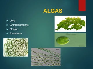 ALGAS
 Ulva
 Chlamidomonas
 Nostoc
 Anabaena
 