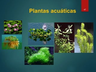 Plantas acuáticas 47
 