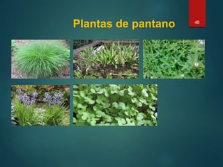 Plantas de pantano 48
 