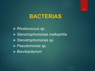 BACTERIAS
 Rhodococcus sp.
 Stenotrophomonas maltophilia
 Stenotrophomonas sp,
 Pseudomonas sp,
 Brevibacterium
5
 