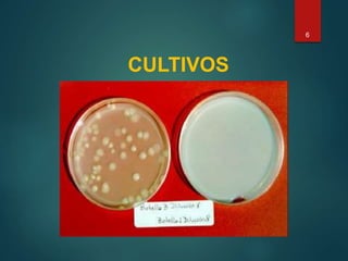 CULTIVOS
6
 