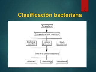 Clasificación bacteriana
7
 