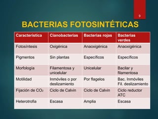BACTERIAS FOTOSINTÉTICAS
9
Característica Cianobacterias Bacterias rojas Bacterias
verdes
Fotosíntesis Oxigénica Anaoxigénica Anaoxigénica
Pigmentos Sin plantas Específicos Específicos
Morfología Filamentosa y
unicelular
Unicelular Bacilar y
filamentosa
Motilidad Inmóviles o por
deslizamiento
Por flagelos Bac. Inmóviles
Fil. deslizamiento
Fijación de CO2 Ciclo de Calvin Ciclo de Calvin Ciclo reductor
ATC
Heterotrofia Escasa Amplia Escasa
 