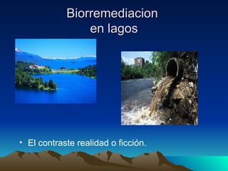 Biorremediacion  en lagos ,[object Object]