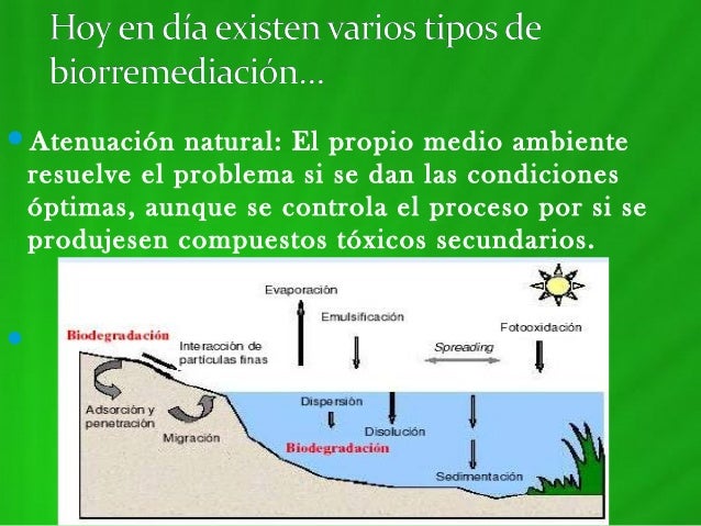 Biorremediacion