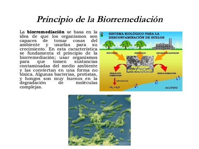 Biorremediaciòn