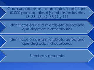 Cada uno de estos tratamientos se adiciono
40.000 ppm, de diesel (siembras en los días
13, 33, 43, 49, 65,79 y 111
Identificación de la microbiota autóctona
que degrada hidrocarburos
Identificación de la microbiota autóctona
que degrada hidrocarburos
Siembra y recuento
 