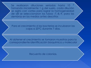 Se realizaron diluciones seriadas hasta 10 -9
tomando inicialmente 1 g del suelo, cada dilución
se agito con vortex para lograr la homogeneidad
de allí se seleccionaron los tubos -7,-8,-9, para las
siembras en los medios antes descritos
Para el crecimiento d las bacterias se incubaron las
cajas a 20°C durante 7 días.
Al obtener el crecimiento se tomaron muestras para la
correspondiente identificación bioquímica y molecular
Recuento de colonias.
 