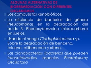  Los compuestos xenobióticos.
 La eficiencia de bacterias del género
Pseudomonas en la degradación del
ácido 3- Phenoxybenzoico (hidrocarburo)
en suelos.
 Usando el hongo Cladophialophora sp.
Sobre la degradación de benceno,
tolueno, etilbenceno y xileno.
 Las cianobacterias (bacterias que pueden
fotosintetizar)las especies Phormidiumy
Oscillatoria
 