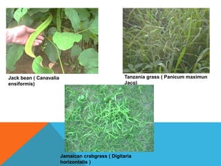Jack bean ( Canavalia
ensiformis)
Tanzania grass ( Panicum maximun
Jacq)
Jamaican crabgrass ( Digitaria
horizontalis )
 