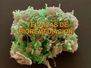 TECNICAS DE BIOREMEDIACION  