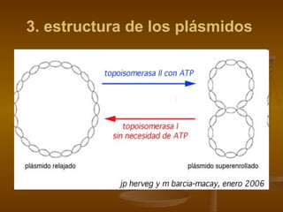3. estructura de los plásmidos   