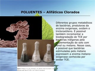 Diferentes grupos metabólicos de bactérias, produtoras da enzima oxigenase, oxidam o tricloroetileno. É possível também incrementar a biodegradação de TCE por bactérias indígenas pela suplementação do solo com fenol ou metano. Nesse caso, é possível que bactérias estimuladas pelo metano expressem a enzima metano-oxigenase conhecida por oxidar TCE. POLUENTES – Alifáticos Clorados 