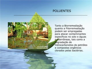 Tanto a Biorremediação quanto a Fitorremediação podem ser empregadas para atacar contaminantes específicos no solo e águas subterrâneas, tais como a degradação de hidrocarbonetos do petróleo e compostos orgânicos clorados pelas bactérias. POLUENTES 