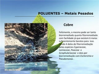 Felizmente, o mesmo pode ser tanto biorremediado quanto fitorremediado com facilidade já que existem 6 meios suficientemente baratos para  isso. Sendo 4 deles de fitorremediação pelas espécies  Cyperaceae ,  Lamiaceae ,  Poaceae   e  Scrophulariaceae  e dois por biorremediação com  Escherichia e Pseudomonas  . POLUENTES – Metais Pesados Cobre 