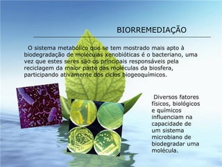 BIORREMEDIAÇÃO O sistema metabólico que se tem mostrado mais apto à biodegradação de moléculas xenobióticas é o bacteriano, uma vez que estes seres são os principais responsáveis pela reciclagem da maior parte das moléculas da biosfera, participando ativamente dos ciclos biogeoquímicos.  Diversos fatores físicos, biológicos e químicos influenciam na capacidade de um sistema microbiano de biodegradar uma molécula. 