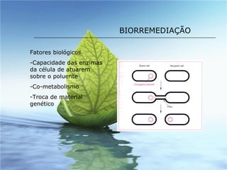 BIORREMEDIAÇÃO Fatores biológicos Capacidade das enzimas da célula de atuarem sobre o poluente Co-metabolismo Troca de material genético 