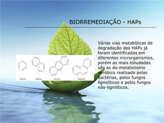 BIORREMEDIAÇÃO - HAPs Várias vias metabólicas de degradação dos HAPs já foram identificadas em diferentes microrganismos, porém as mais estudadas são as do metabolismo aeróbico realizado pelas bactérias, pelos fungos lignolíticos e pelos fungos não-lignilíticos. 
