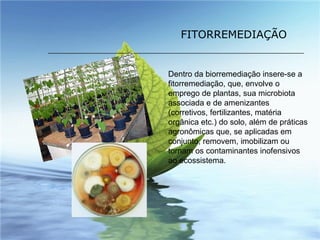 Dentro da biorremediação insere-se a fitorremediação, que, envolve o emprego de plantas, sua microbiota associada e de amenizantes (corretivos, fertilizantes, matéria orgânica etc.) do solo, além de práticas agronômicas que, se aplicadas em conjunto, removem, imobilizam ou tornam os contaminantes inofensivos ao ecossistema.  FITORREMEDIAÇÃO 