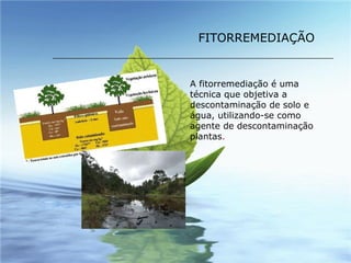 A fitorremediação é uma técnica que objetiva a descontaminação de solo e água, utilizando-se como agente de descontaminação plantas .  FITORREMEDIAÇÃO 