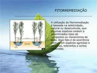A utilização da fitorremediação é baseada na seletividade, natural ou desenvolvida, que algumas espécies exibem a determinados tipos de compostos ou mecanismos de ação. Esse fato é de ocorrência comum em espécies agrícolas e daninhas, tolerantes a certos herbicidas. FITORREMEDIAÇÃO 