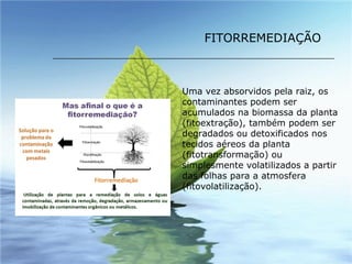 FITORREMEDIAÇÃO Uma vez absorvidos pela raiz, os contaminantes podem ser acumulados na biomassa da planta (fitoextração), também podem ser degradados ou detoxificados nos tecidos aéreos da planta (fitotransformação) ou simplesmente volatilizados a partir das folhas para a atmosfera (fitovolatilização).   