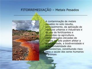 FITORREMEDIAÇÃO – Metais Pesados A contaminação de metais pesados no solo resulta, principalmente, da aplicação de resíduos urbanos e industriais e do uso de fertilizantes e pesticidas na agricultura. Concentrações elevadas de metais no solo podem afetar a produtividade, a biodiversidade e a sustentabilidade dos ecossistemas, constituindo risco para a saúde dos seres humanos e animais  