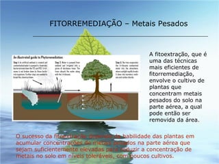FITORREMEDIAÇÃO – Metais Pesados O sucesso da fitoextração depende da habilidade das plantas em acumular concentrações de metais pesados na parte aérea que sejam suficientemente elevadas para reduzir a concentração de metais no solo em níveis toleráveis, com poucos cultivos. A fitoextração, que é uma das técnicas mais eficientes de fitorremediação, envolve o cultivo de plantas que concentram metais pesados do solo na parte aérea, a qual pode então ser removida da área .  