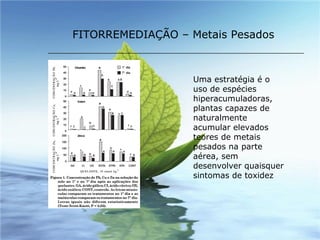 FITORREMEDIAÇÃO – Metais Pesados Uma estratégia é o uso de espécies hiperacumuladoras, plantas capazes de naturalmente acumular elevados teores de metais pesados na parte aérea, sem desenvolver quaisquer sintomas de toxidez 