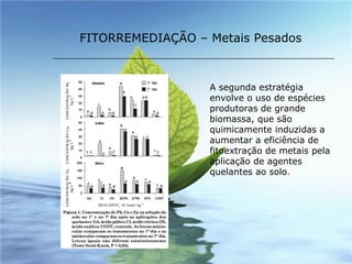 FITORREMEDIAÇÃO – Metais Pesados A segunda estratégia envolve o uso de espécies produtoras de grande biomassa, que são quimicamente induzidas a aumentar a eficiência de fitoextração de metais pela aplicação de agentes quelantes ao solo . 