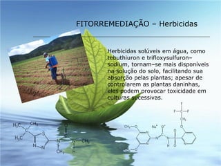 FITORREMEDIAÇÃO – Herbicidas Herbicidas solúveis em água, como tebuthiuron e trifloxysulfuron–sodium, tornam–se mais disponíveis na solução do solo, facilitando sua absorção pelas plantas; apesar de controlarem as plantas daninhas, eles podem provocar toxicidade em culturas sucessivas.   