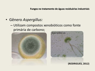 • Gênero Aspergillus:
– Utilizam compostos xenobióticos como fonte
primária de carbono;
(RODRIGUES, 2012)
Fungos no tratamento de águas residuárias industriais
 