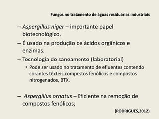 – Aspergillus niger – importante papel
biotecnológico.
– É usado na produção de ácidos orgânicos e
enzimas.
– Tecnologia do saneamento (laboratorial)
• Pode ser usado no tratamento de efluentes contendo
corantes têxteis,compostos fenólicos e compostos
nitrogenados, BTX.
– Aspergillus ornatus – Eficiente na remoção de
compostos fenólicos;
(RODRIGUES,2012)
Fungos no tratamento de águas residuárias industriais
 