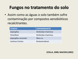 Fungos no tratamento do solo
• Assim como as águas o solo também sofre
contaminação por compostos xenobióticos
recalcitrantes.
(COLLA, 2008; MACEDO,2002)
FUNGOS CONTAMINANTES
Aspergillus Herbicidas triazínicos
Penicillium Herbicidas triazínicos
Aspergillus versicolor Óleo cru
Lentinus Crinitus Pentaclorofenol
 