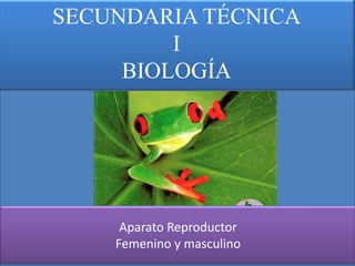 SECUNDARIA TÉCNICA
         I
     BIOLOGÍA




     Aparato Reproductor
    Femenino y masculino
 