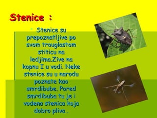 Stenice :Stenice :
 Stenice suStenice su
prepoznatljive poprepoznatljive po
svom trouglastomsvom trouglastom
stiticu nastiticu na
ledjima.Zive naledjima.Zive na
kopnu I u vodi. Nekekopnu I u vodi. Neke
stenice su u narodustenice su u narodu
poznate kaopoznate kao
smrdibube. Poredsmrdibube. Pored
smrdibuba tu je ismrdibuba tu je i
vodena stenica kojavodena stenica koja
dobro pliva .dobro pliva .
 