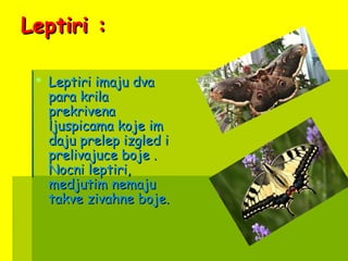 Leptiri :Leptiri :
 Leptiri imaju dvaLeptiri imaju dva
para krilapara krila
prekrivenaprekrivena
ljuspicama koje imljuspicama koje im
daju prelep izgled idaju prelep izgled i
prelivajuce boje .prelivajuce boje .
Nocni leptiri,Nocni leptiri,
medjutim nemajumedjutim nemaju
takve zivahne boje.takve zivahne boje.
 