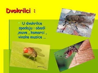 Dvokrilci :Dvokrilci :
 U dvokrilceU dvokrilce
spadaju : obadispadaju : obadi
,muve , komarci ,,muve , komarci ,
vinske musice …vinske musice …
 