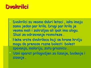 DvokrilciDvokrilci
 Dvokrilci su veoma dobri letaci , iako imajuDvokrilci su veoma dobri letaci , iako imaju
samo jedan par krila. Drugi par krila jesamo jedan par krila. Drugi par krila je
veoma mali i zakrzljao ali ipak ima ulogu.veoma mali i zakrzljao ali ipak ima ulogu.
Sluzi za odrzavanje ravnoteze .Sluzi za odrzavanje ravnoteze .
 Neke vrste dvokrilaca koji se hrane krvljuNeke vrste dvokrilaca koji se hrane krvlju
mogu da prenose razne bolesti :bolestmogu da prenose razne bolesti :bolest
spavanja, malariju, zutu groznicu .spavanja, malariju, zutu groznicu .
 Usni aparat prilagodjen za lizanje, bodenje iUsni aparat prilagodjen za lizanje, bodenje i
sisanje .sisanje .
 
