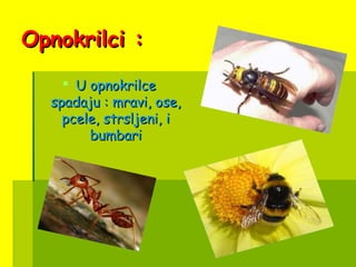 Opnokrilci :Opnokrilci :
 U opnokrilceU opnokrilce
spadaju : mravi, ose,spadaju : mravi, ose,
pcele, strsljeni, ipcele, strsljeni, i
bumbaribumbari
 