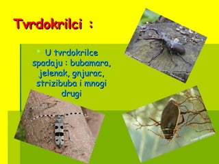Tvrdokrilci :Tvrdokrilci :
 U tvrdokrilceU tvrdokrilce
spadaju : bubamara,spadaju : bubamara,
jelenak, gnjurac,jelenak, gnjurac,
strizibuba i mnogistrizibuba i mnogi
drugidrugi
 